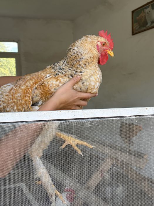 Cocosel tanar foarte sanatos