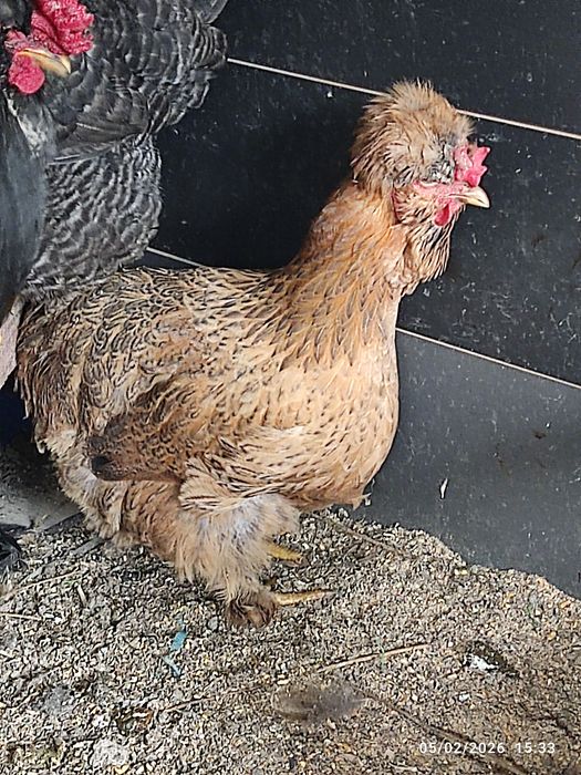 Vând ouă de conciate