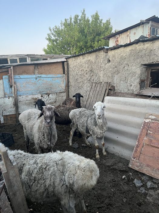 Кой сатам курбан айытка