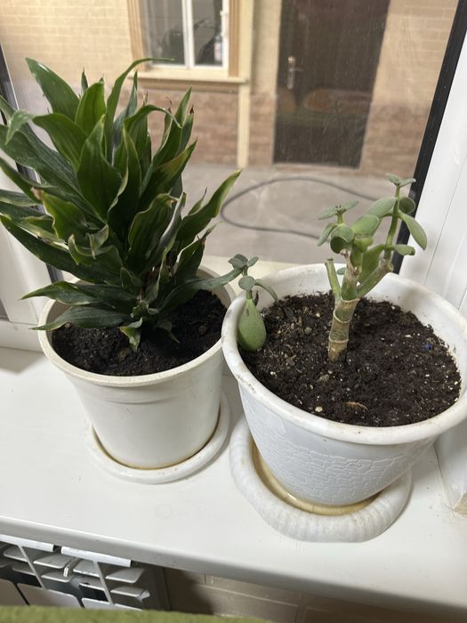 Цветы комнатные