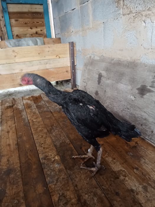 Дакан курица алматы