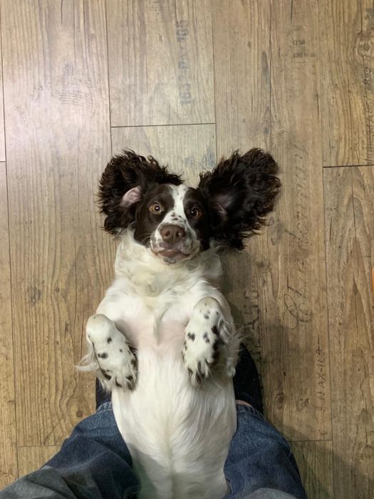 Спаниель для вязки