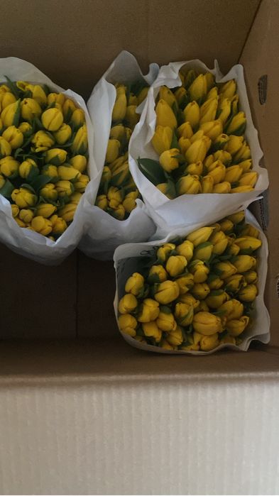 Тюльпаны оптом и в розницы