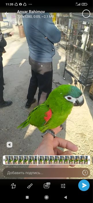 toti qushlar .xarxil turdagi qushlar   Jaku.Kakadu Ara