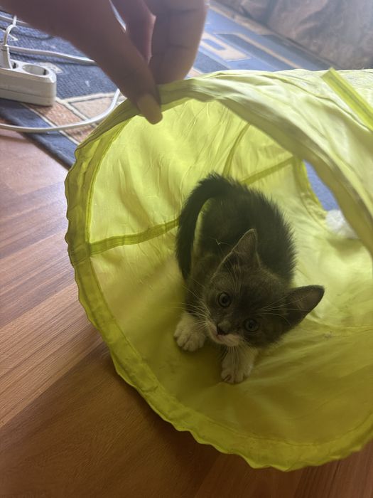 Милые Котята отдам в добрые руки
