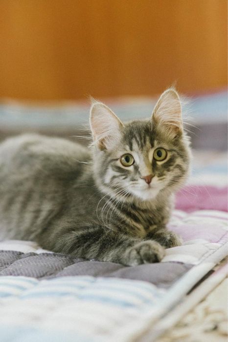 Котенок мальчик ищет дом