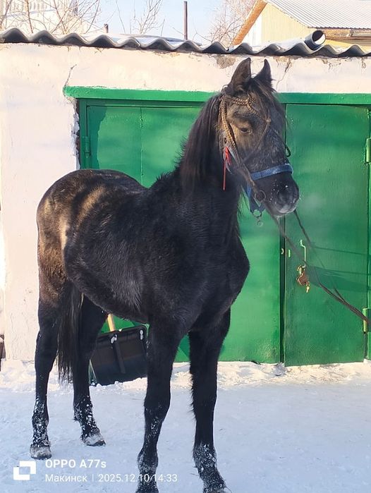 Продам Орловского жеребчика