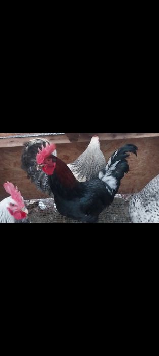 Продаются петухи