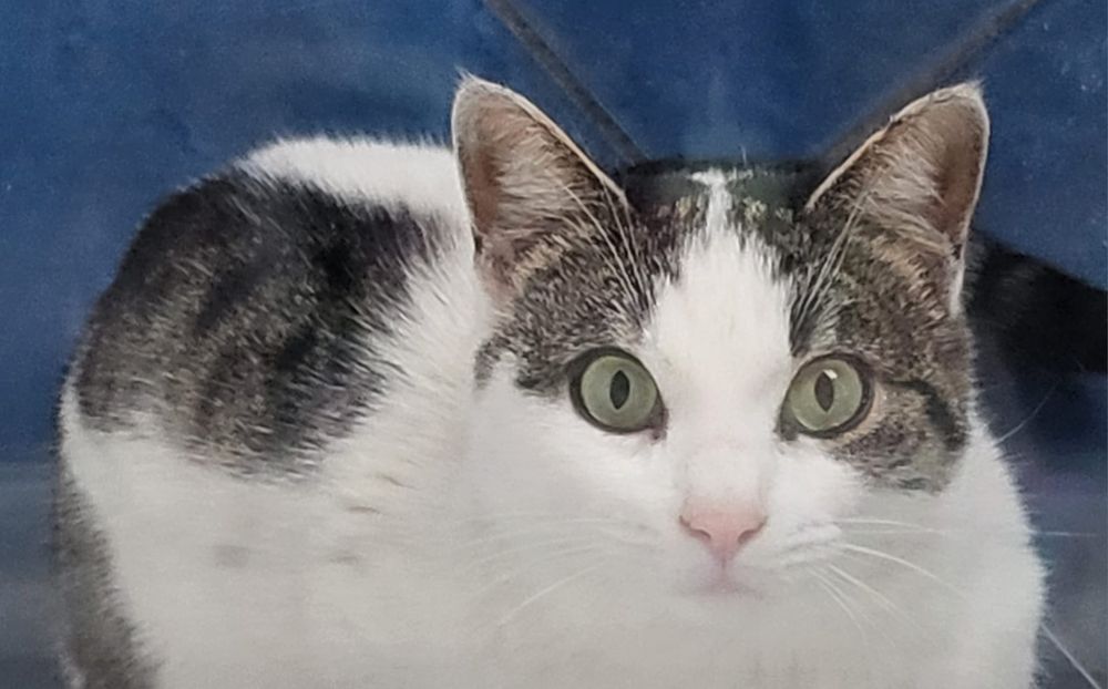 Pisicuta Mariuca cea ochioasa spre adoptie