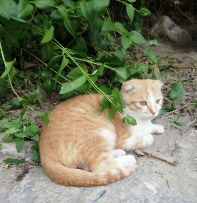 Продаются коты. Порода скотиш-фолд