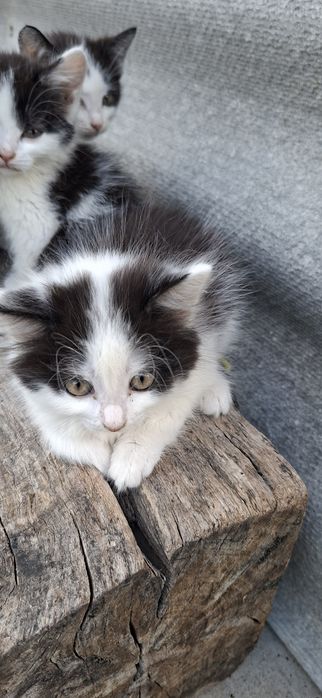 Отдам котят в добрые руки