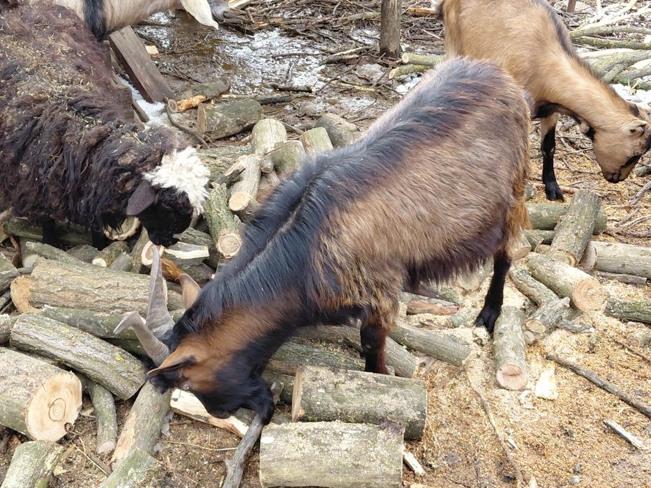 Vand 2 Țapi Francez Alpin