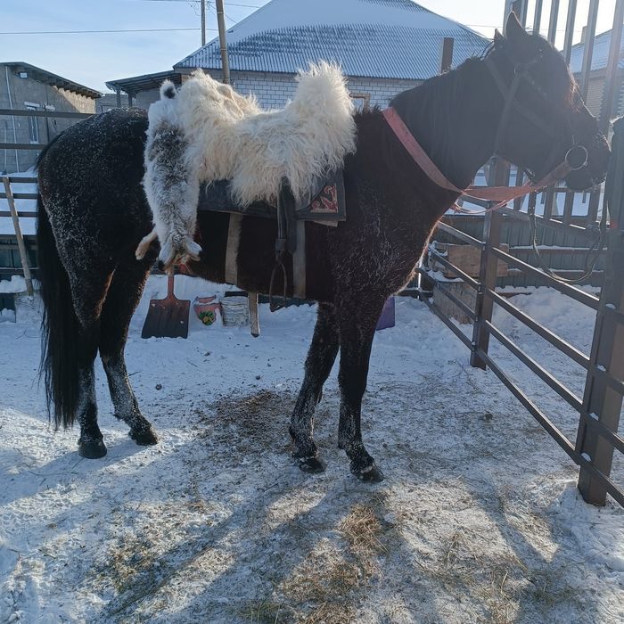 Продаётся жеребец