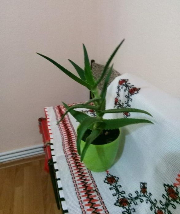 Planta aloe Vera