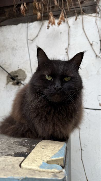 Ищу стрых или новых хозяев