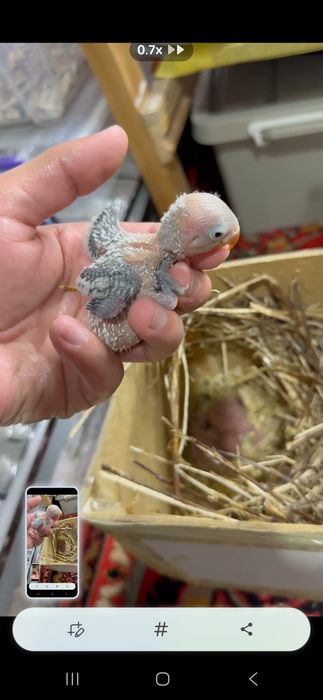 Неразлучка полапонлари