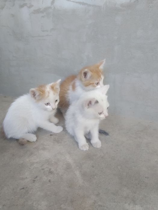 Отдам хорошие руки
