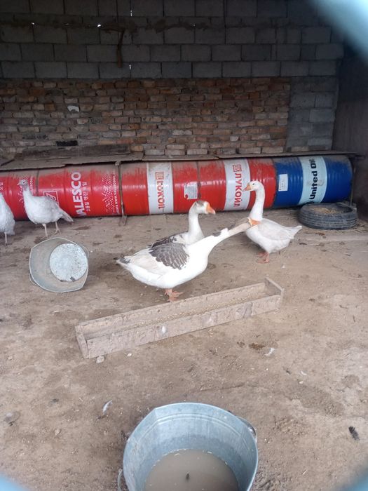 Гуси каздар сатылады