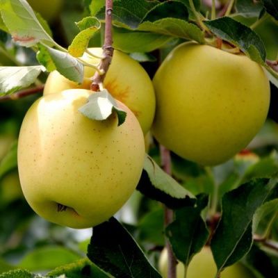 Саженцы плодовых деревьев