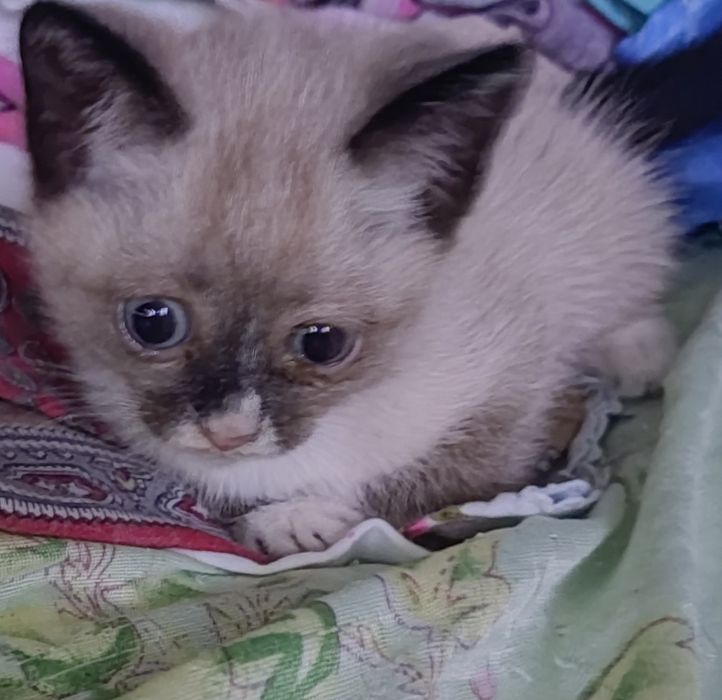Отдам бесплатно котят