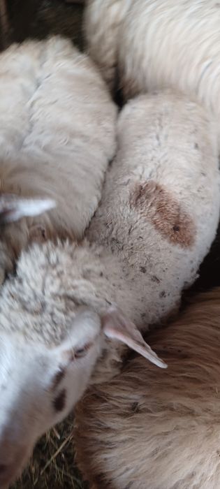 2 oi bătrâne  de vânzare