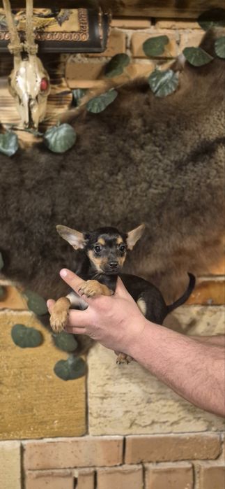 Пинчер 3 месеца момиче и момче