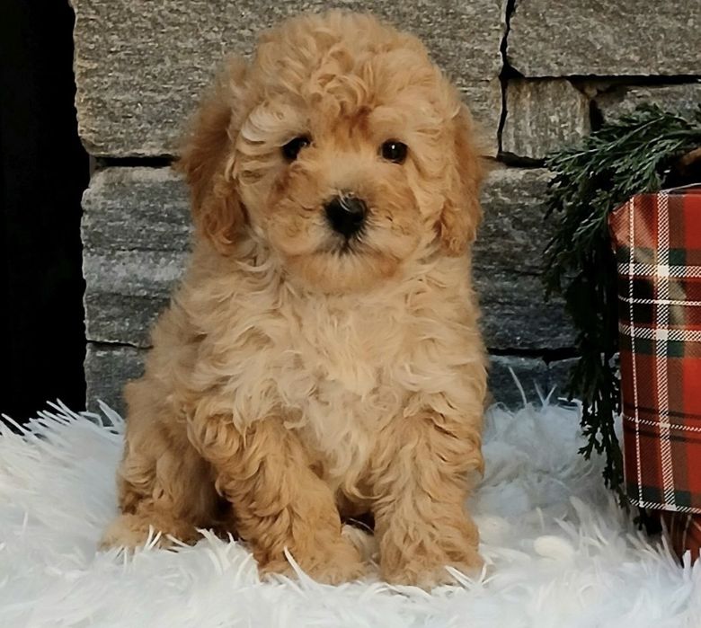 Мини пудел мъжки