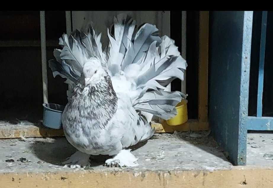 De vânzare Voltati indieni