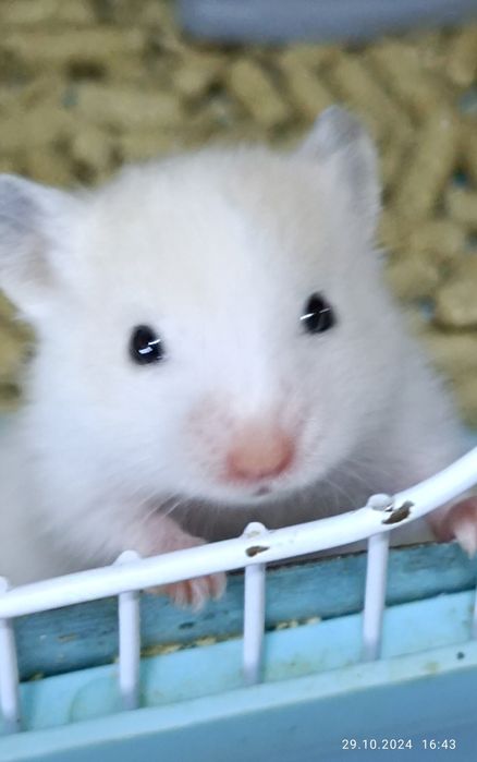 Хомячки сирийские!4недели!