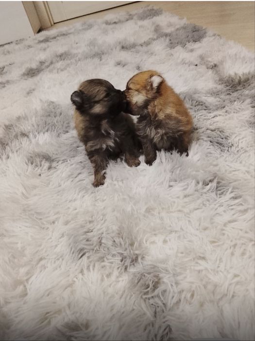 Продам 2 щенков малого немецкого шпица