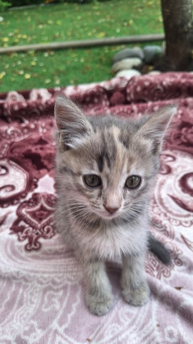 Котёнок/ котята отдам