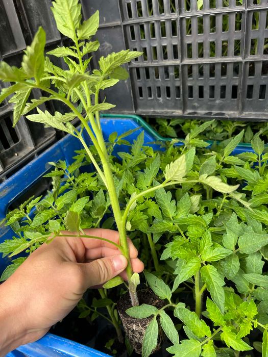 Разсад - домати и краставици