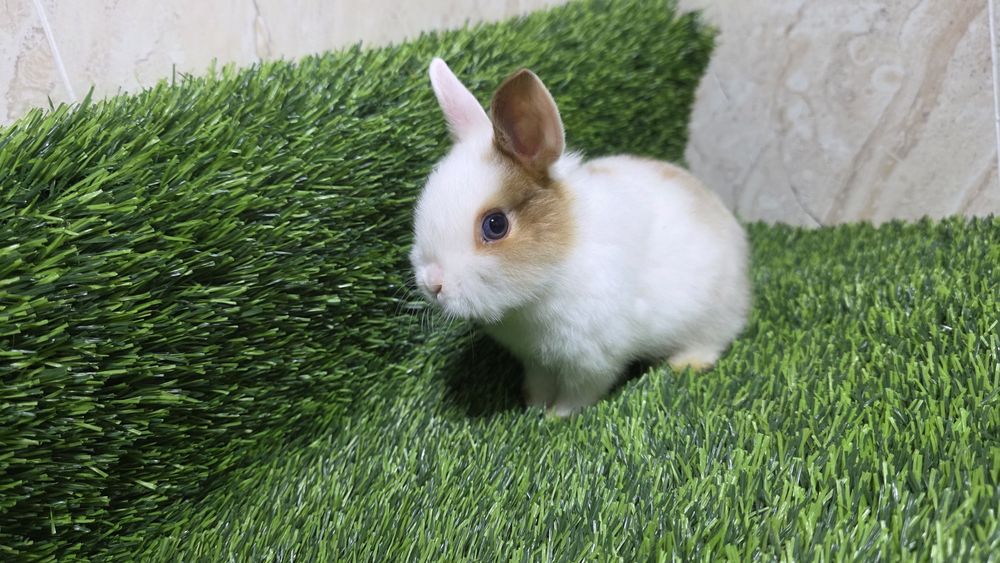 Карликовые кролики / karlik quyonlar
(1,5 месячные и старше)