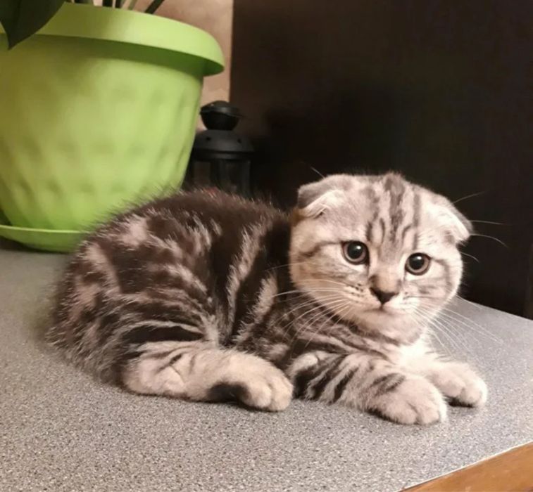 Миленькие Ребятки