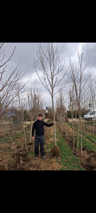 Catalpa  Brazi Leylandii