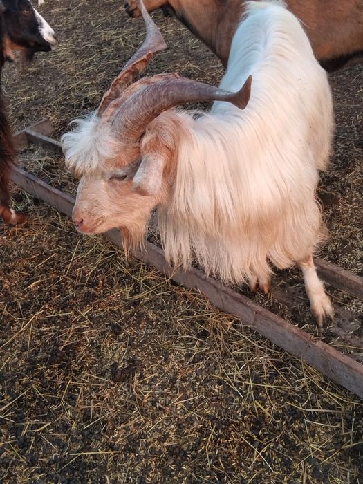 Vând doi țapi ..