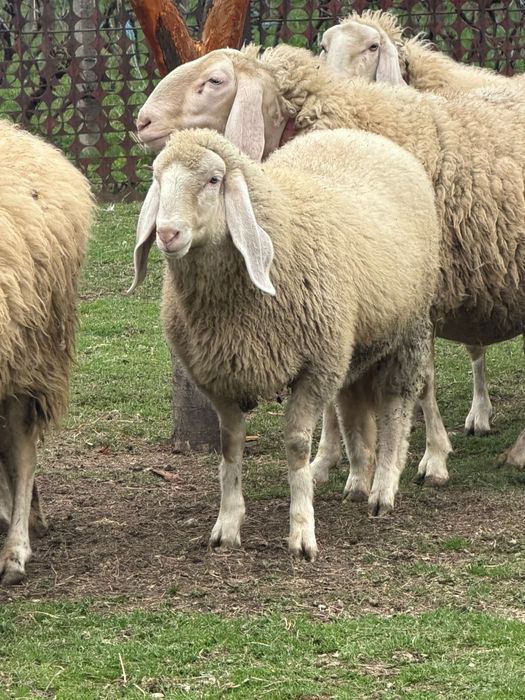 Vindem miei, berbecuti,oi, berbeci bergamasca