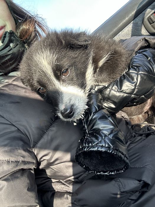 Пристраивается щенок девочка