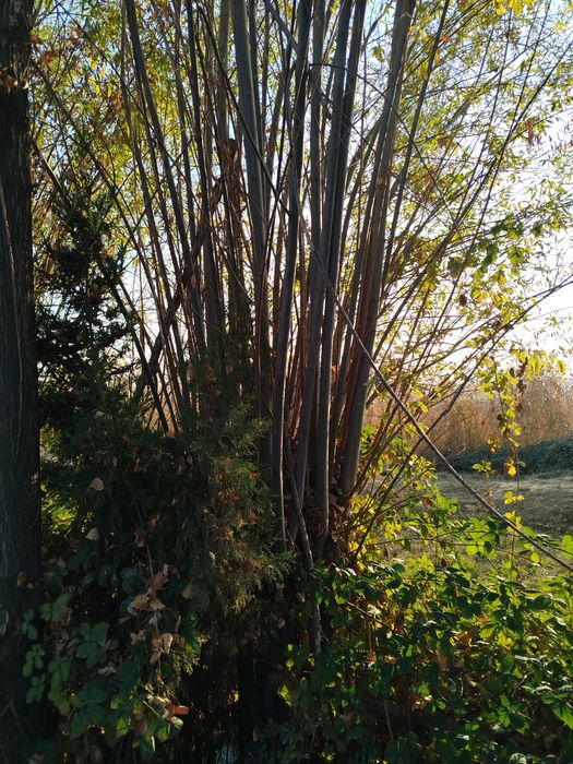 Толлар бор сотилади