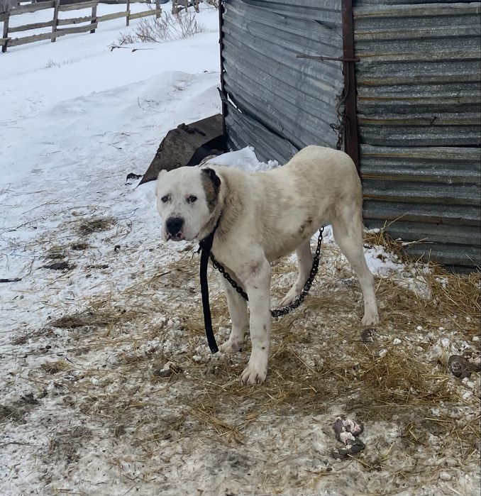 Алабай 7 айлык еркек срочно