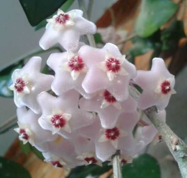 Продам. Хойя - красиво цветущее растение.