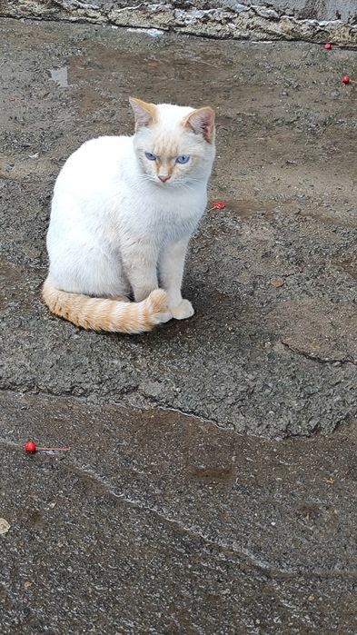 Кот в добрые ответственные руки