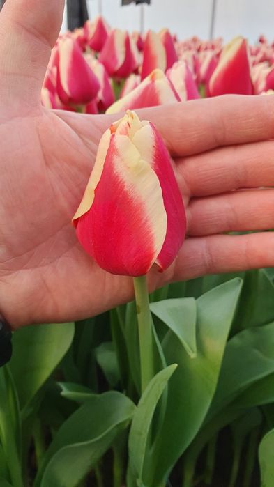 АКЦИЯ!!! Тюльпаны