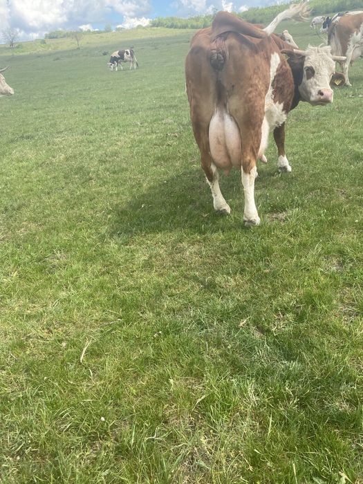 Vaca baltata romaneasca