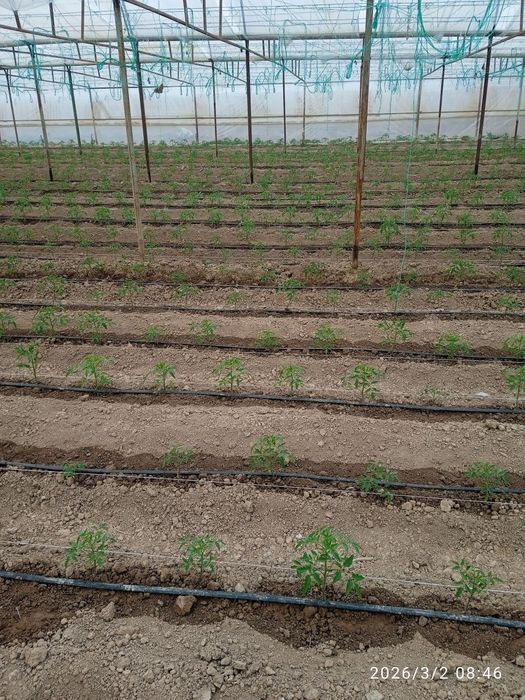 Помидор памидор нихол кучат сотилади