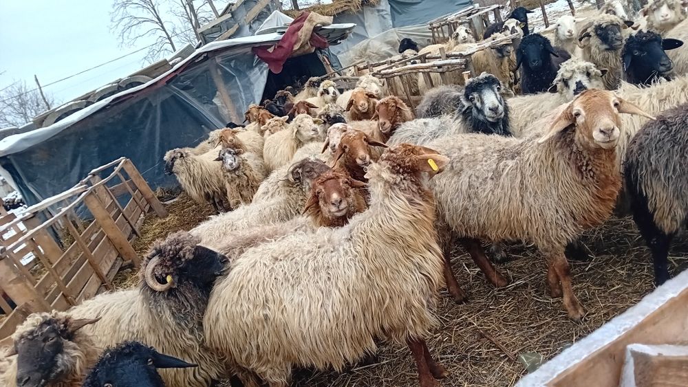De vânzare oi și capre și câteva cu miei