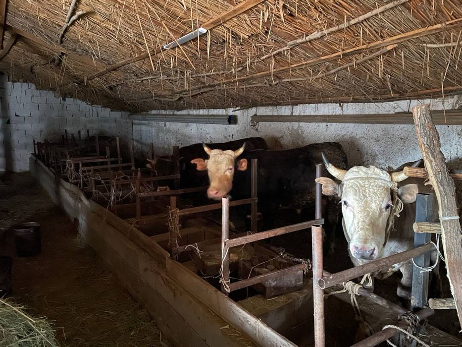 Фазенда / Ферма / КХ / Мал шаруашылығы / Откорм