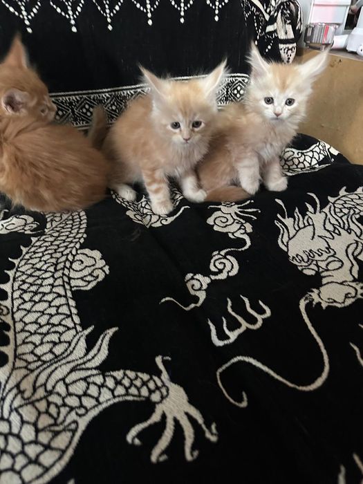 Мейн кун,  котята.