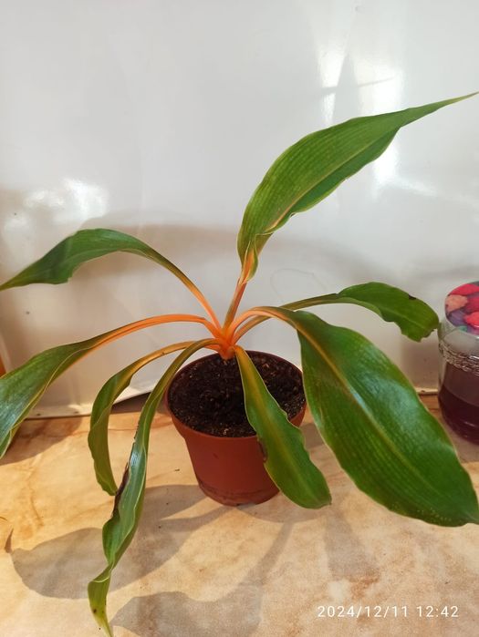 Продам комнатные растения