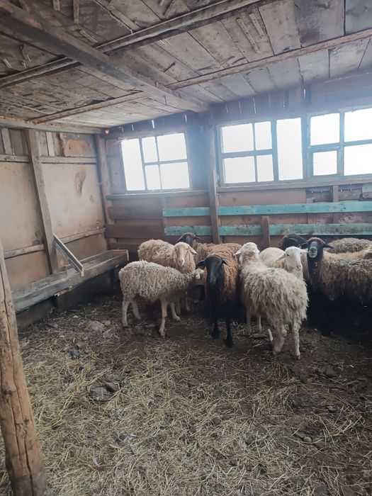 продам баранов 11 голов